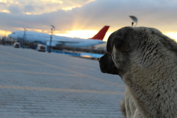 ¿Vale la pena viajar en avión con tu perro?